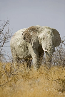 African Elephant - adult moving through yellow grass and white thorn bush African Elephant - adult moving through yellow grass and white thorn bush