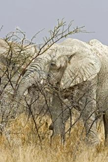 African Elephant - adult white with dried mud feeding on thorn bush African Elephant - adult white with dried mud feeding on thorn bush