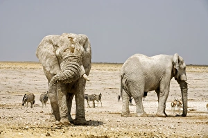 African Elephant - two Adults covered in dried mud - with Zebras etc in background African Elephant - two Adults covered in dried mud - with Zebras etc in background
