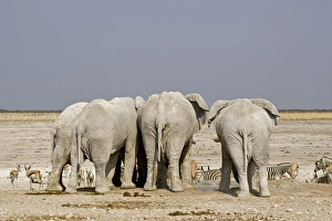 African Elephant - adults crowded around a water hole with plains game waiting their turn African Elephant - adults crowded around a water hole with plains game waiting their turn
