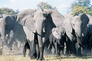 African ELEPHANT - breeding herd with matriarch threatening African ELEPHANT - breeding herd with matriarch threatening