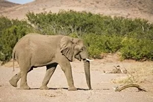 African Elephant - Bull crossing into dry river bed