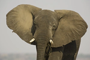 African Elephant - Bull displays his ears in order to warn the photographer African Elephant - Bull displays his ears in order to warn the photographer