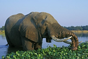 African Elephant Bull - feeding in the river African Elephant Bull - feeding in the river