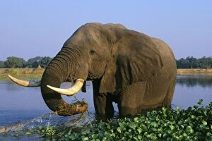 Images Dated 27th June 2002: African Elephant Bull. Feeding in a river. Zambezi River, Mana Pools National Park, Zimbabwe