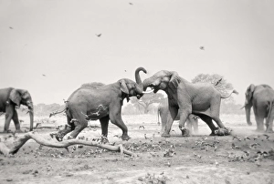 African Elephant - bulls displaying aggressive behaviour when in musk - at drying African Elephant - bulls displaying aggressive behaviour when in musk - at drying