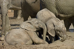 African Elephant calves playing in mud by waterhole African Elephant calves playing in mud by waterhole