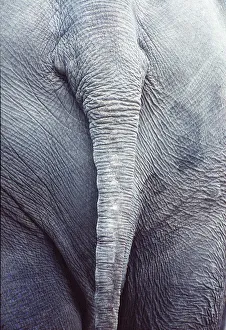 AFRICAN ELEPHANT - close-up view of bottom showing tail and skin AFRICAN ELEPHANT - close-up view of bottom showing tail and skin