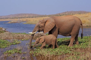 African Elephant - Cow with young calf drinking from Lake African Elephant - Cow with young calf drinking from Lake