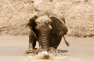 African Elephant - desert adapted - adult female splashes water around with her trunk African Elephant - desert adapted - adult female splashes water around with her trunk