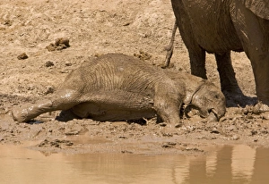 African Elephant - desert adapted - calf having a mud bath while an adult stands close by African Elephant - desert adapted - calf having a mud bath while an adult stands close by