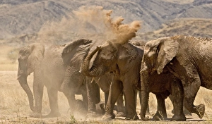 African Elephant - desert adapted - family members having a dust bath on a dry grassy African Elephant - desert adapted - family members having a dust bath on a dry grassy