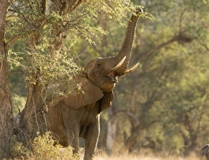 African Elephant - desert adapted - female using her trunk to reach for green leaves on a African Elephant - desert adapted - female using her trunk to reach for green leaves on a
