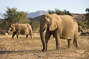African Elephant - desert adapted - members of a family group move up a dry riverbed African Elephant - desert adapted - members of a family group move up a dry riverbed