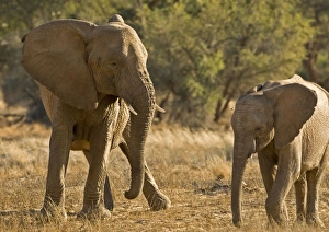 African Elephant - desert adapted - young elephant babysitting a calf with a white thorn African Elephant - desert adapted - young elephant babysitting a calf with a white thorn