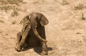 African Elephant - desert adapted - youngster rolls itself around in the dust African Elephant - desert adapted - youngster rolls itself around in the dust