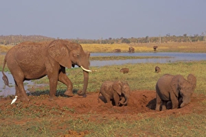 African Elephant - Family enjoying a mud hole African Elephant - Family enjoying a mud hole