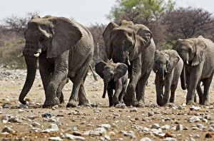 African Elephant - family group on the move