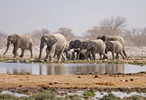 African Elephant - Family group approaching a water hole African Elephant - Family group approaching a water hole