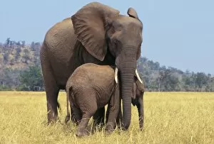 Rare Gallery: African ELEPHANT - female / cow with young calf