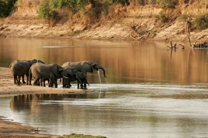 African Elephant - group drinking at water African Elephant - group drinking at water