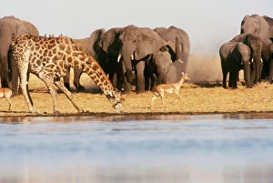 AFRICAN ELEPHANT - Herd approaching water hole with Giraffe & Impala