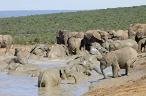 African Elephant - herd bathing in Hapoor waterhole African Elephant - herd bathing in Hapoor waterhole