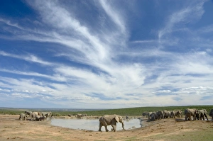 African Elephant herd at Hapoor waterhole African Elephant herd at Hapoor waterhole
