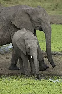 Images Dated 19th August 2008: African Elephant - mother and calf drinking at waterhole