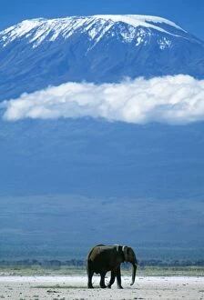 Bull Gallery: AFRICAN ELEPHANT - old bull, with Mt. Kilimanjaro in distance