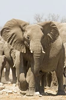 Images Dated 25th April 2000: African Elephant Portrait of an advancing adult Goas, Etosha National Park, Namibia, Africa