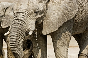 African Elephant - Portrait while drinking - head and shoulder African Elephant - Portrait while drinking - head and shoulder
