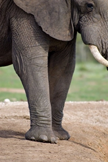African Elephant showing front feet and nails African Elephant showing front feet and nails