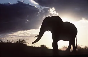 African ELEPHANT - single, silhouette African ELEPHANT - single, silhouette