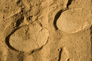 African Elephant tracks in soft powdery river sand - desert adapted African Elephant tracks in soft powdery river sand - desert adapted