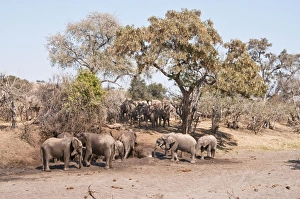 African Elephant - troop at mud wallow with others approaching African Elephant - troop at mud wallow with others approaching