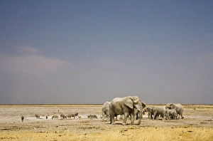 African Elephant - wide angle view at a water hole with plains game African Elephant - wide angle view at a water hole with plains game