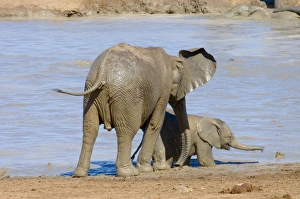 African Elephant youngster supervising inquisitive calf. Also showing veins behind ear African Elephant youngster supervising inquisitive calf. Also showing veins behind ear