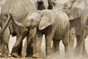 African Elephant - youngster on the move in the midst of a family group African Elephant - youngster on the move in the midst of a family group