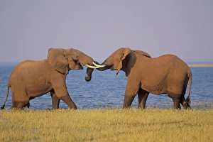 Two African Elephants - Bulls spar (mostly play with some dominance overtones) Two African Elephants - Bulls spar (mostly play with some dominance overtones)