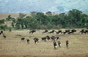 African Hunting Dogs - pack hunting wildebeest African Hunting Dogs - pack hunting wildebeest