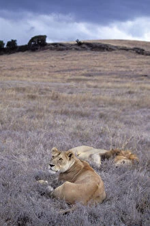 Images Dated 29th September 2010: African Lion - mating pair - Ngorongoro Conservation Area - Tanzania