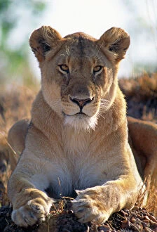 Images Dated 8th September 2011: African Lioness - close up of female