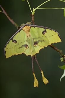 Images Dated 8th June 2005: African Moon Moth - Male - Green form