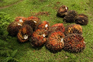 African oil palm plantation - already harvested oil palm fruits lie on the ground ready African oil palm plantation - already harvested oil palm fruits lie on the ground ready