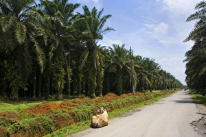 African oil palm plantation - industrially used palm oil plantations extend endlessly African oil palm plantation - industrially used palm oil plantations extend endlessly