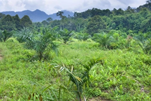 African oil palm plantation - another precious segment of tropical rainforest has been African oil palm plantation - another precious segment of tropical rainforest has been