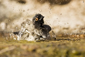 African Red Eyed Bulbul - Bathing in a puddle African Red Eyed Bulbul - Bathing in a puddle