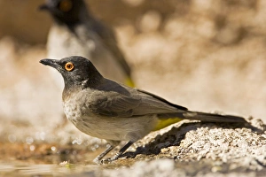 African Red Eyed Bulbul - Drinking from a puddle African Red Eyed Bulbul - Drinking from a puddle
