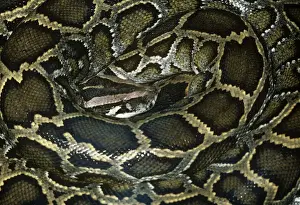 Reptile Photography Prints: African Rock Python - coiled up